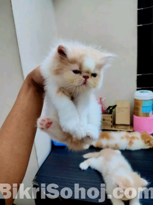 Persian cat